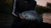 Fishing Sim World (15).png
