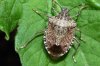 stinkbug.JPG