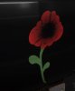 IMG_8012.jpeg