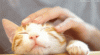 upload_2024-1-15_4-25-29.gif