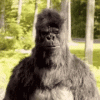 upload_2024-1-20_14-55-55.gif