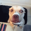 upload_2024-8-29_13-9-11.gif
