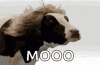 upload_2024-9-4_19-30-10.gif