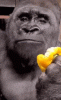 FF9EA054-1C62-4E66-A64A-CC9FE93D95D0.gif