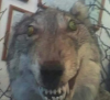 upload_2025-2-12_16-32-53.png