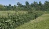 3Dhedge1.jpg