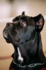 cane-corso-close-up-adulto-nero-divertente-60183321.jpg