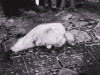 curly.gif