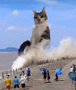 upload_2026-5-25_14-52-37.gif
