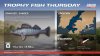 Part_2_Fish Trophy Thursday_1920x1080_zander.jpg