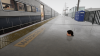 Train Sim World 2®   8_17_2021 10_02_34 AM.png