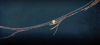 RSN2.png