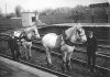 shunting horses.jpg