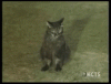 SpottedMinorAnnelid-size_restricted.gif