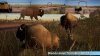 Bisons in America.jpg