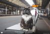 felix-huddersfield-train-station-cat.jpg