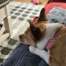 Crosstie