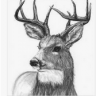TeamDeer