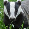 Badger