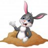 Rabbit
