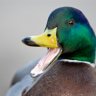 BentheDuck
