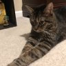 dragoncat#2725