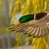 mallard#7895
