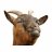 goatnatter1