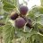 Fig