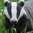 Badger