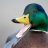 BentheDuck