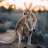 Kangaroo Conductor