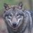 graywerewolf#7984