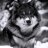 peskywolf